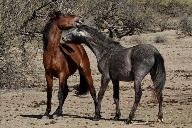 Brown and gray horses on brown soil in Arizona, US