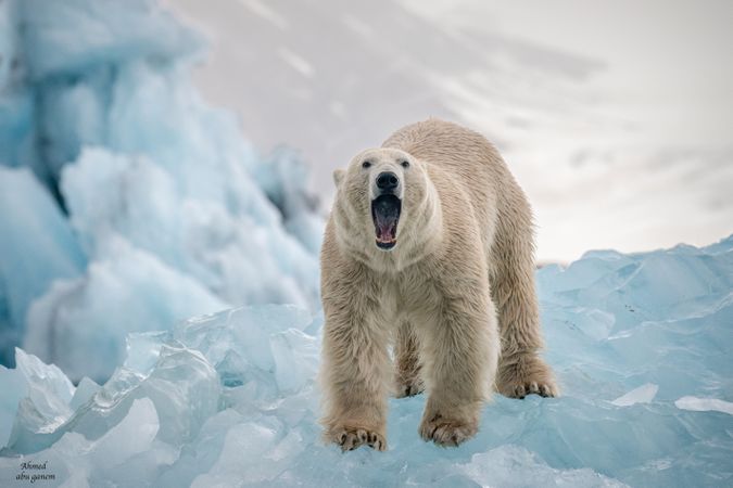 Light polar bear on icy ground