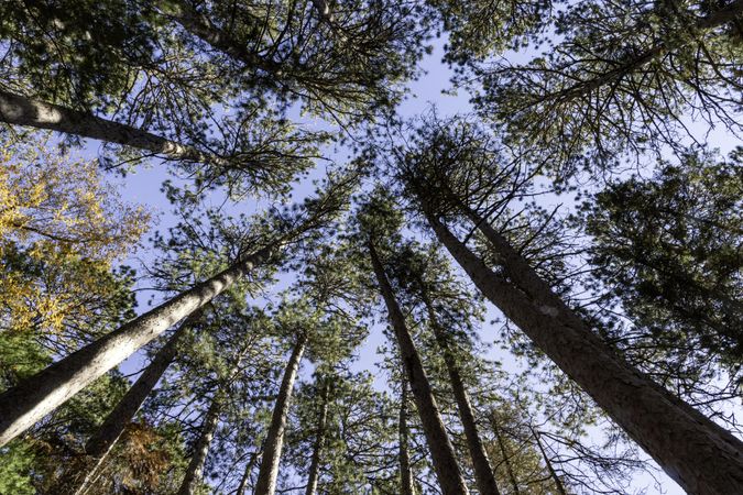 Lost 40, scientific and natural area in Itasca County, Minnesota