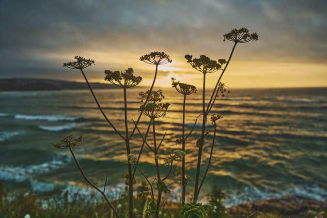 Plant overlooking sunset by the seaside