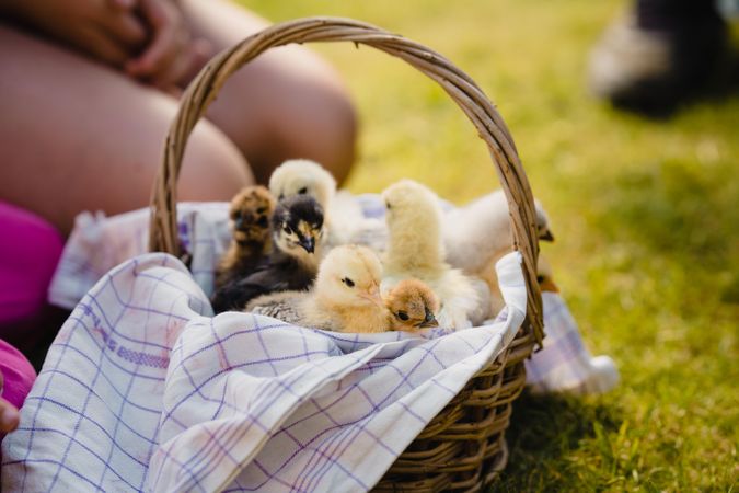 Ducklings in wicker basket on green grass outdoor