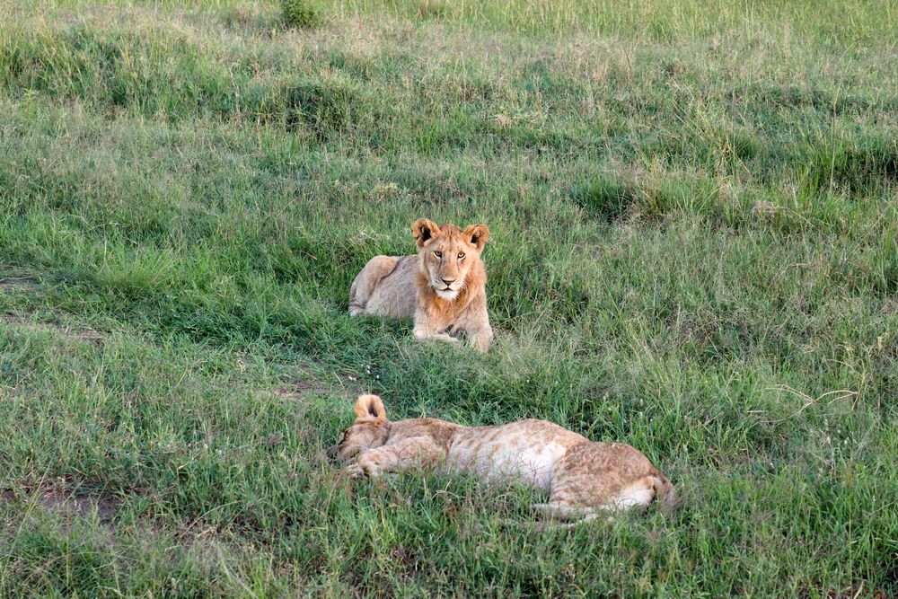 Impressive wild lions in the Savannah of Africa in the Masai Mara Park.