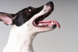 Side view of face of American stafford dog