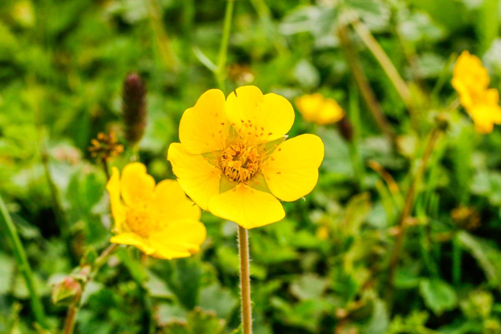 Yellow flower in field in Katora Lake, Pakistan