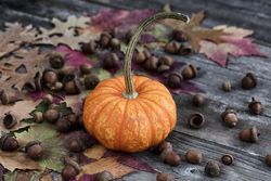 Autumn season with pumpkins and other decorations on vintage wooden planks