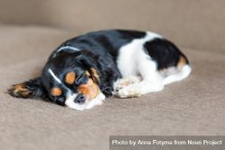 Cavalier spaniel sleeping on his side on grey background 5a9NW5