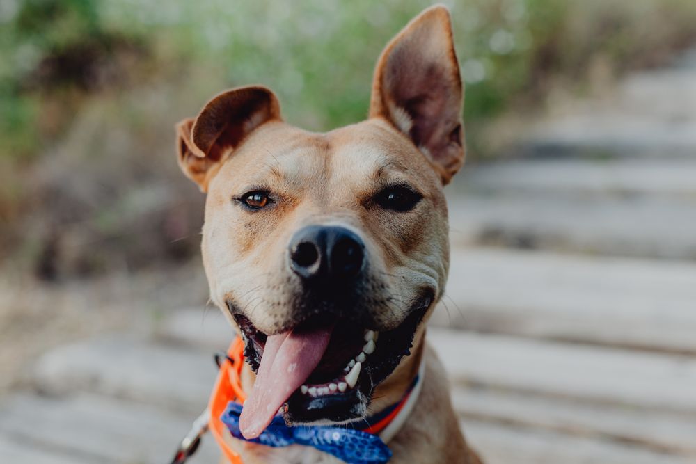 Cheerful brown dog with tongue out