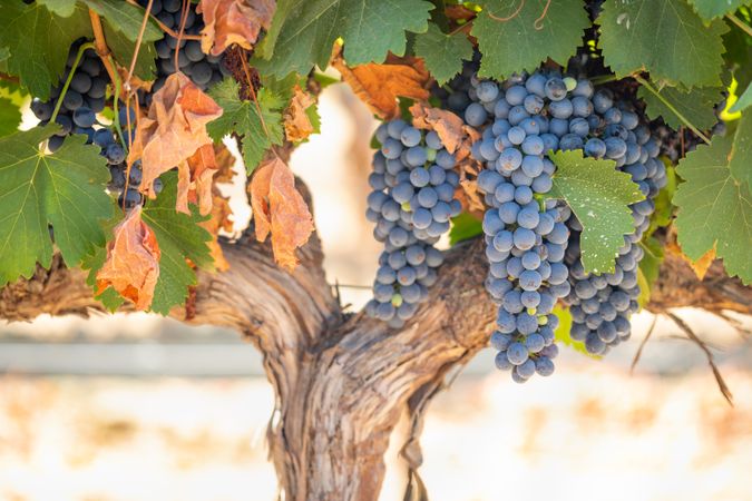 Vineyard with Lush, Ripe Wine Grapes on the Vine Ready for Harvest