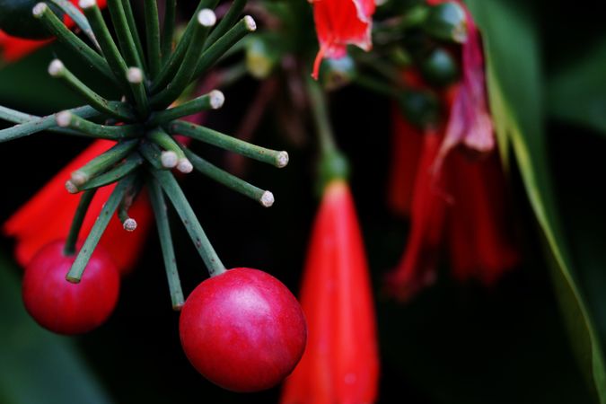 Red fruits on tropical plant