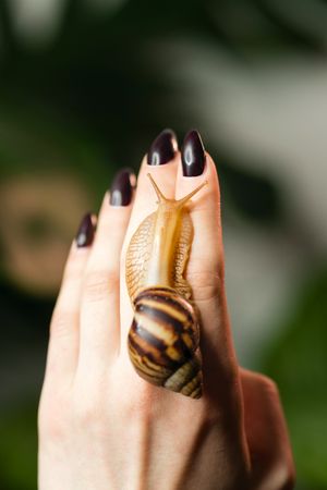 Snail Achatina on woman hand with dark nail varnish on nature background