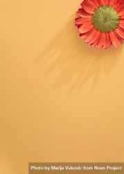 Bottom of red flower on light orange background bGOWab