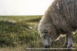Sheep grazing close-up 49VJmb