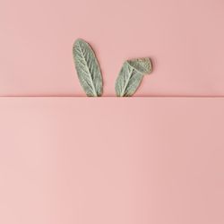Bunny rabbit ears made of natural green leaves on pastel pink background
