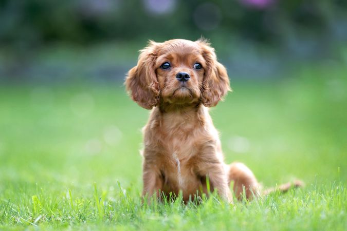 Cavalier spaniel resting on the green grass