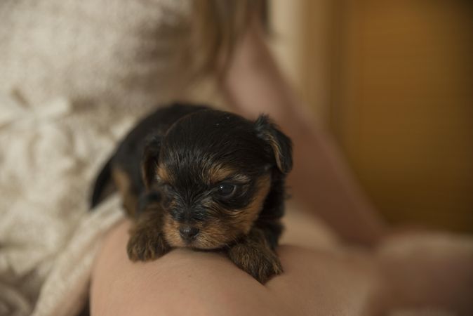 Rottweiler puppy on person's lap