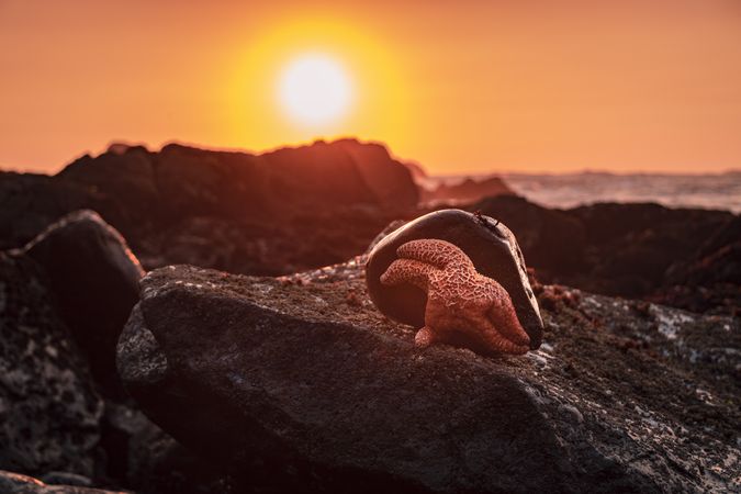 Starfish on rocky west coast beach at sunset