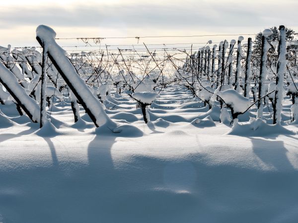 Alsace vineyards under heavy snow on a sunny winter day. Details and top view.