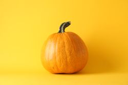 Pumpkin on yellow background, space for text