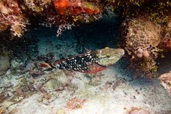 Fish swimming in sea near corals