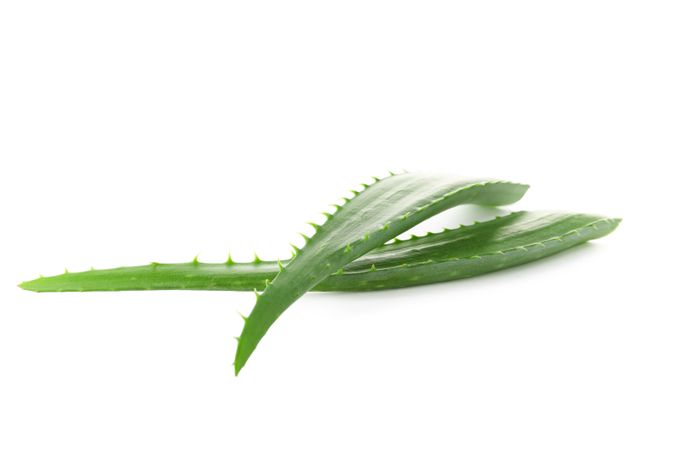 Aloe vera fresh leaves isolated on plain background. Treatment plant