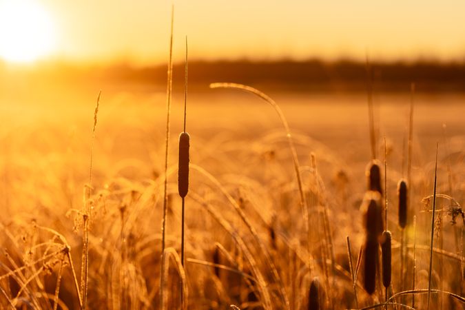 Bullrushes at sunset