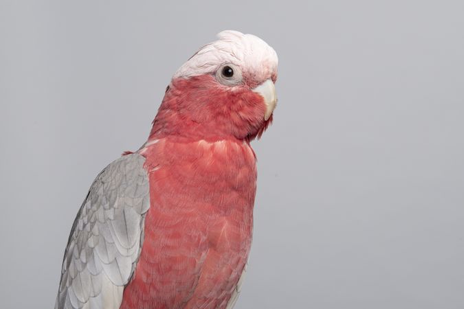 Portrait of a pretty pink galah cockatoo on a grey background