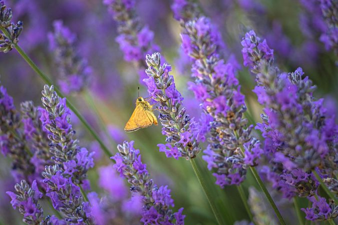 Side view of butterfly fly sitting on purple flower