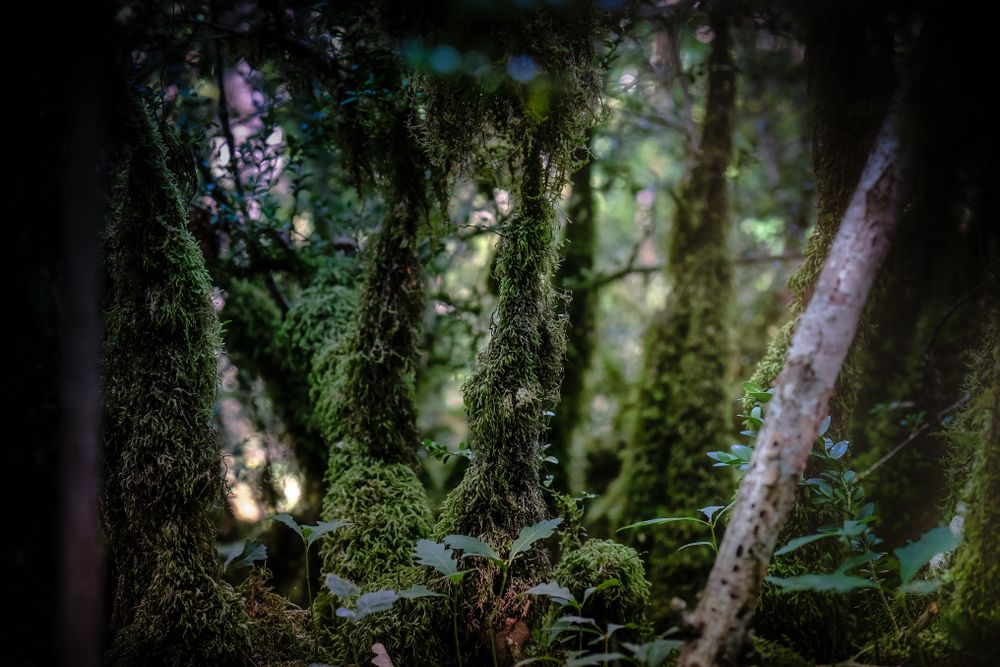 Moss on bottom of trees in forest