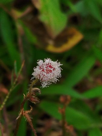 Sensitive mimosa flower with pink fuzzy bloom showing soft texture and delicate natural beauty