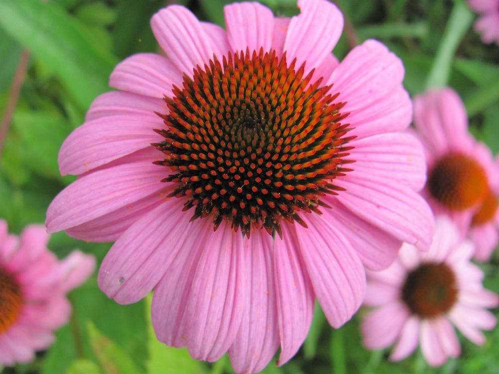 Purple Coneflower