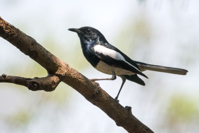 An Oriental Magpie Robin (Male) sitting on a branch on a tree in Mumbai, India