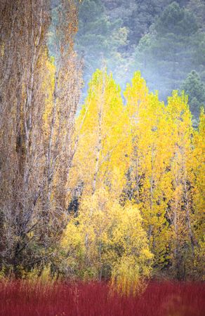 Blurred trees in forest