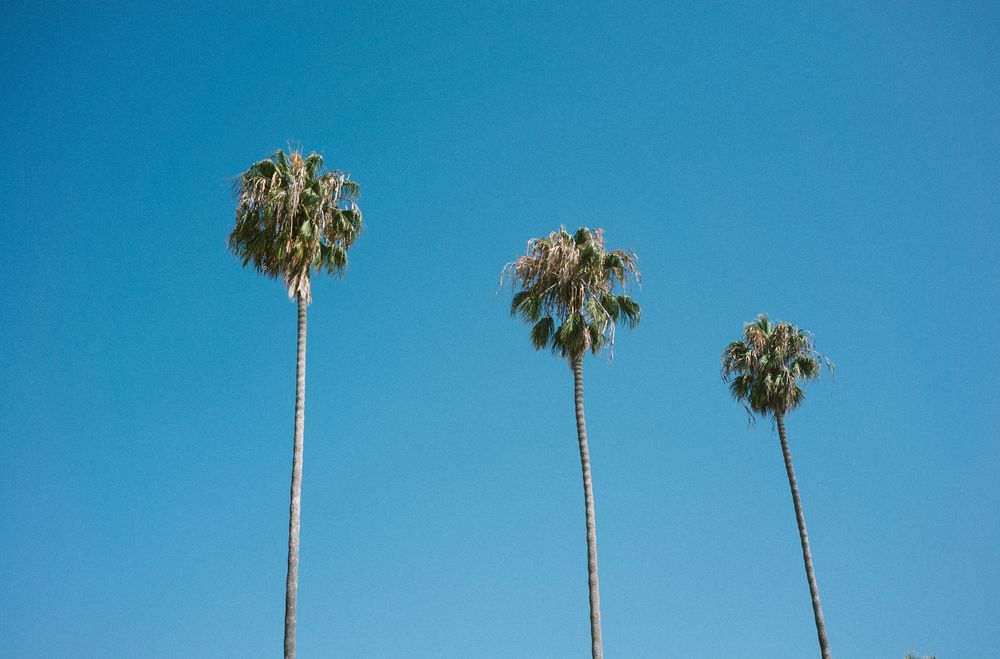 Three palm trees against a blue sky