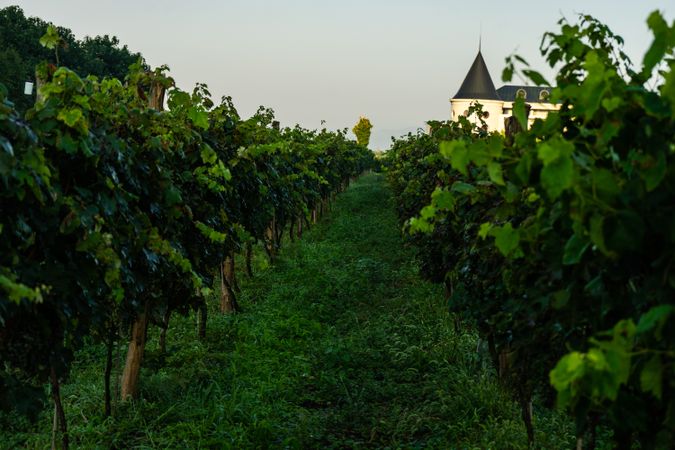The green vineyard in Lopota