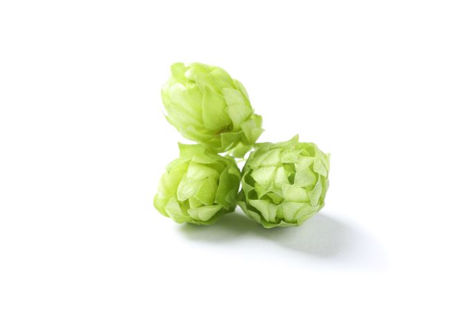 Green fresh hop cones isolated on blank background, close up