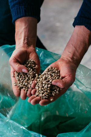 Cropped shot of man holding raw coffee beans in his hands