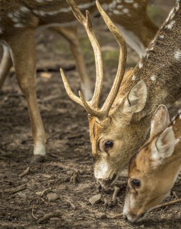 Close up with axis deer's head
