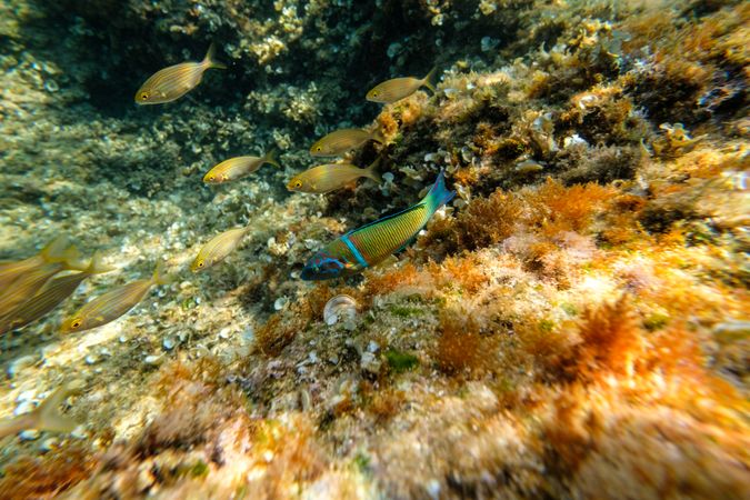 Underwater with swimming fish and coral reef