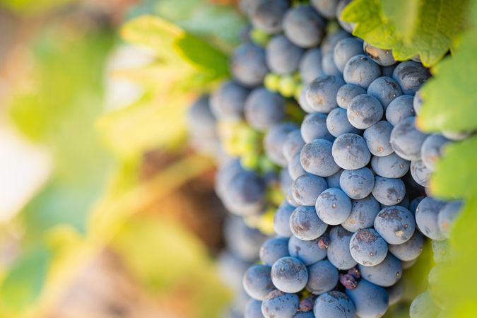 Vineyard with Lush, Ripe Wine Grapes on the Vine Ready for Harvest