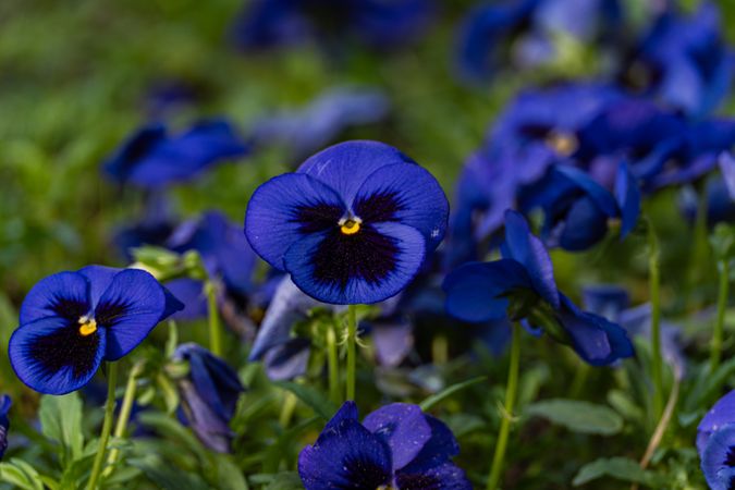 Bright blue viola flowers in the meadow