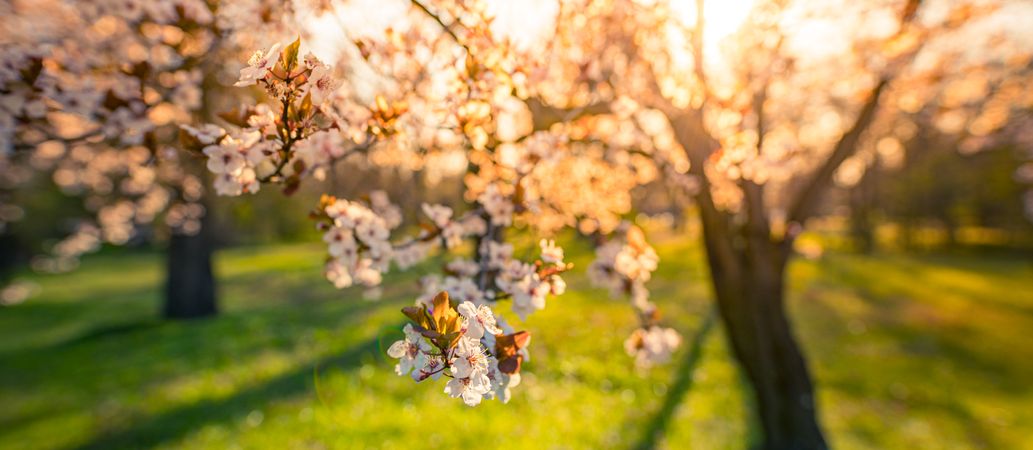 Beautiful cherry blossom detail at sunset, wide