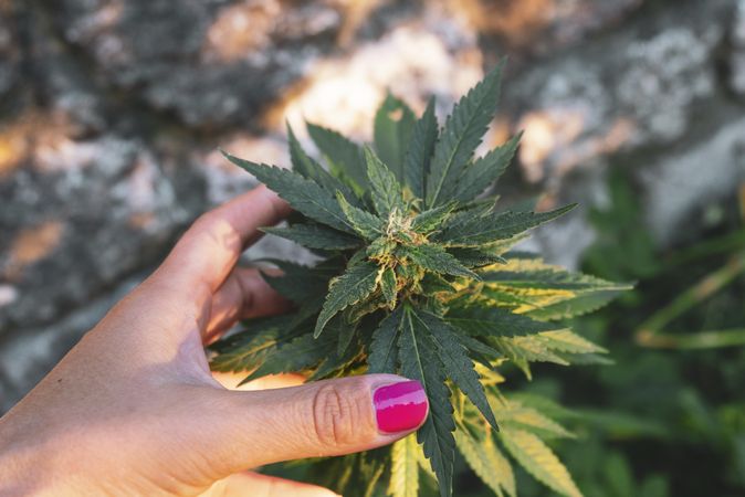 Woman’s hand holding top of young marijuana plant