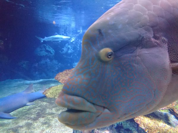 Close-up photography of humphead wrasse