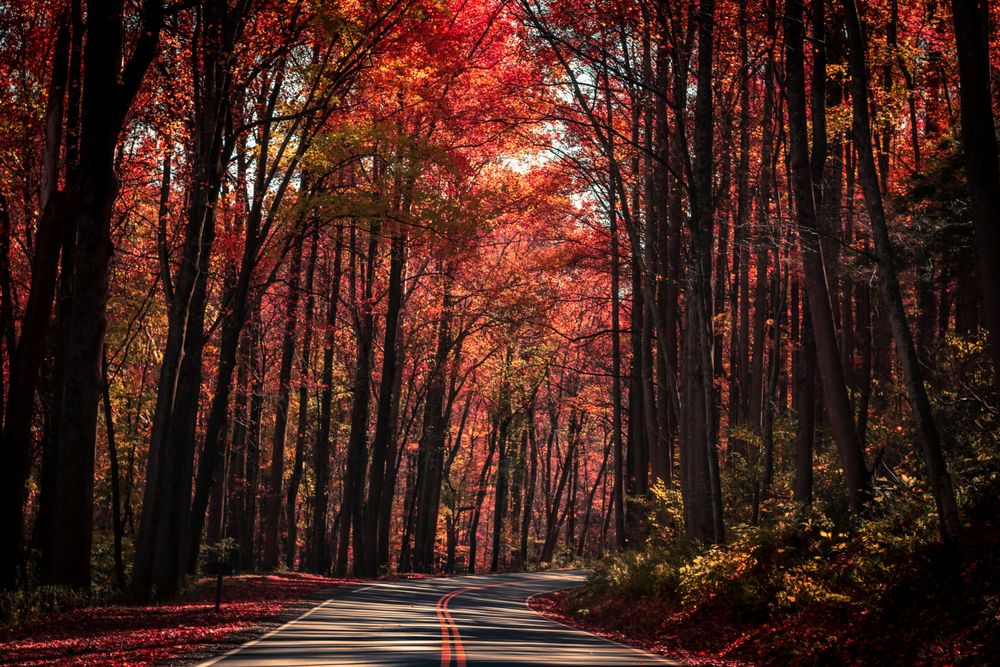 Red and orange trees beside road