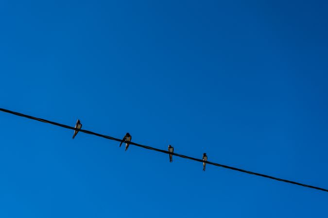 Blue sky background with birds