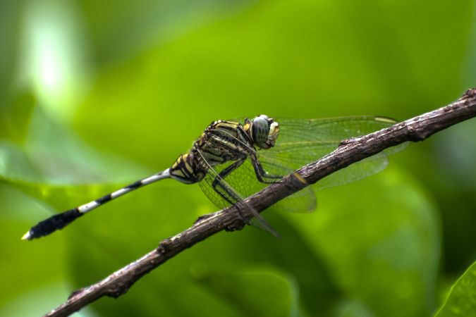 A beautiful dragonfly perched on a branch at a park in Mumbai, India
