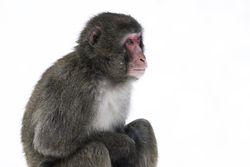 A snow monkey sitting