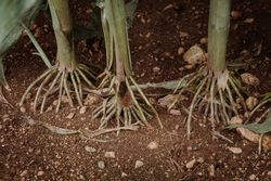 Roots of corn growing in soil in field