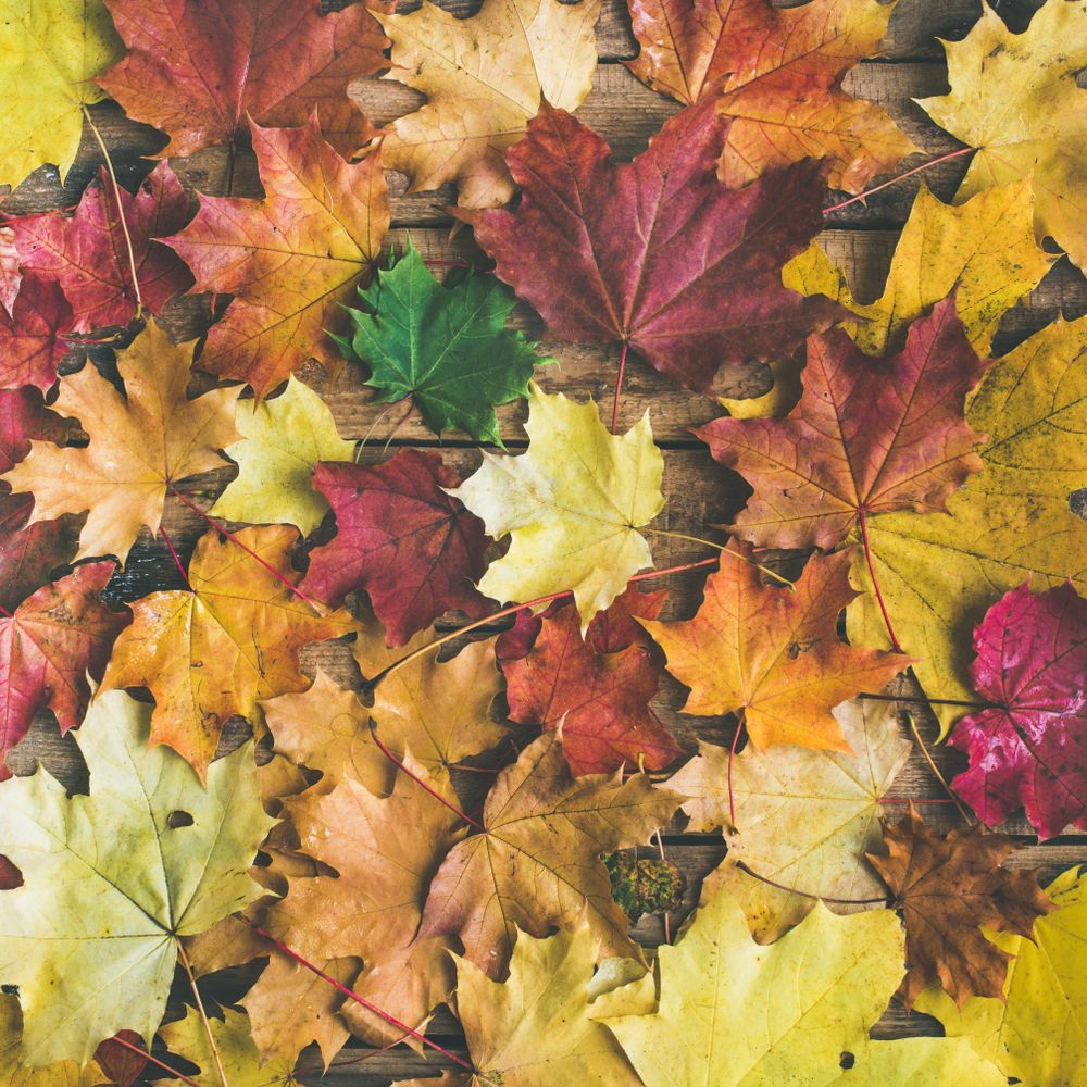 Top view of autumnal maple leaves of yellow, orange and red