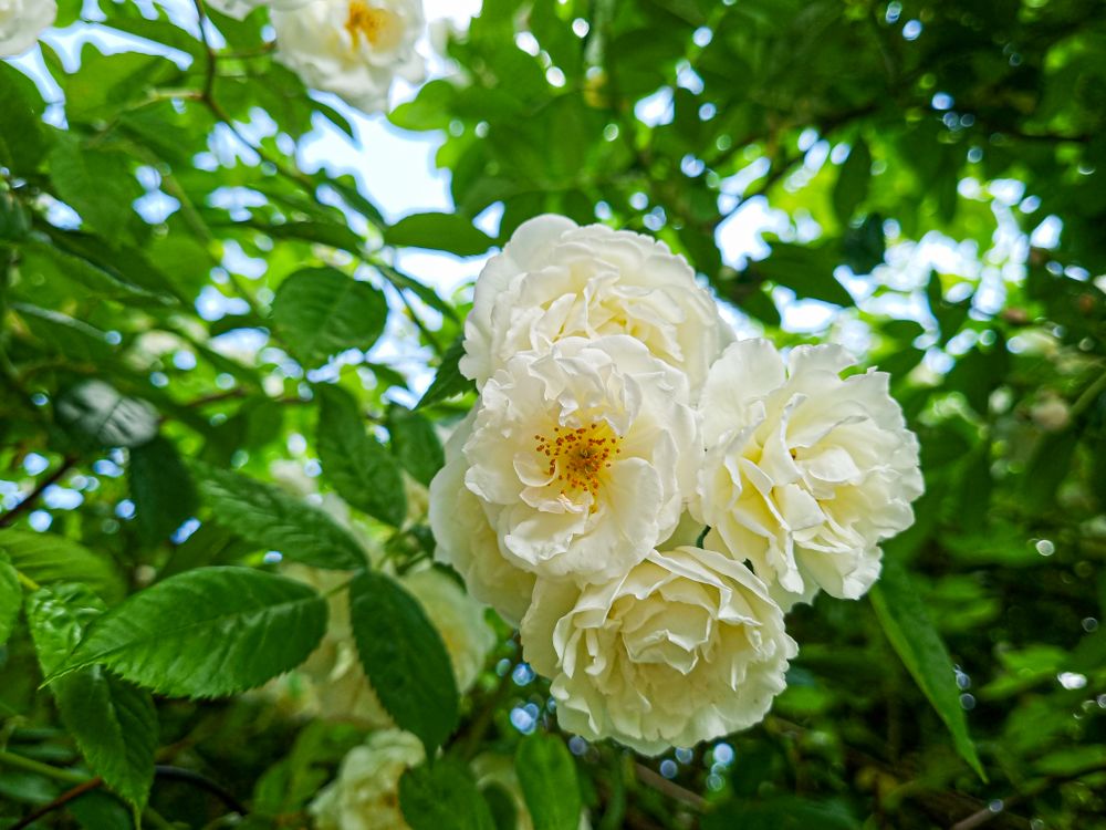 Light flowers in bloom on hedge